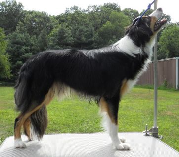 agility border collie puppies for sale